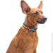 Waudog  Nylon  QR- Colors of freedom XL 35-58 