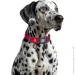Waudog  Nylon Mono  M    20   28-40 
