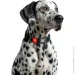 Waudog  Nylon Mono  S    15   25-35 