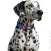 Waudog  Nylon Mono  XL    25   37-58 