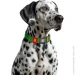 Waudog  Nylon Mono  XL    25   37-58 