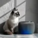 -      WAUDOG  , 2,5 , 
