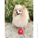    WAUDOG Fun Red Ball