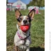    WAUDOG Fun Red Ball