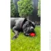    WAUDOG Fun Red Ball