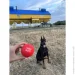    WAUDOG Fun Red Ball