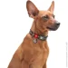 Waudog   ""   XL 25  37-58 
