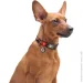 Waudog   " "   XL 25  37-58 