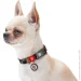 Waudog   ""   XL 25  37-58 