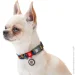 Waudog   ""   XL 25  37-58 