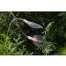   Wolta LED-    Leaves IP44 