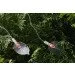   Wolta LED-    Leaves IP44 
