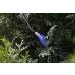   Wolta LED-    Leaves IP44 