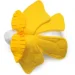  Wp Merchandise    19  (FWPINMOLE22WTYL01)