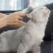 Xiaomi     De-Shedding Brush MG-PCO001 (1627380993)