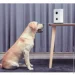  Xiaomi     (White) (1880495400)