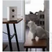  Xiaomi     (White) (1880495400)