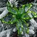 Yes! Fun Blossions of Poinsetti   "Roscosh"  -