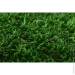 Youngrass   40 4