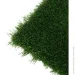 Youngrass   40 4