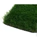Youngrass   40 4