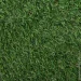 Youngrass   N 20 24