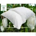Zastelli   ()  White 50*70