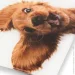    Zelmer ZBS1010 Crazy dog