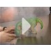 Pleo    PLEO RB    ()